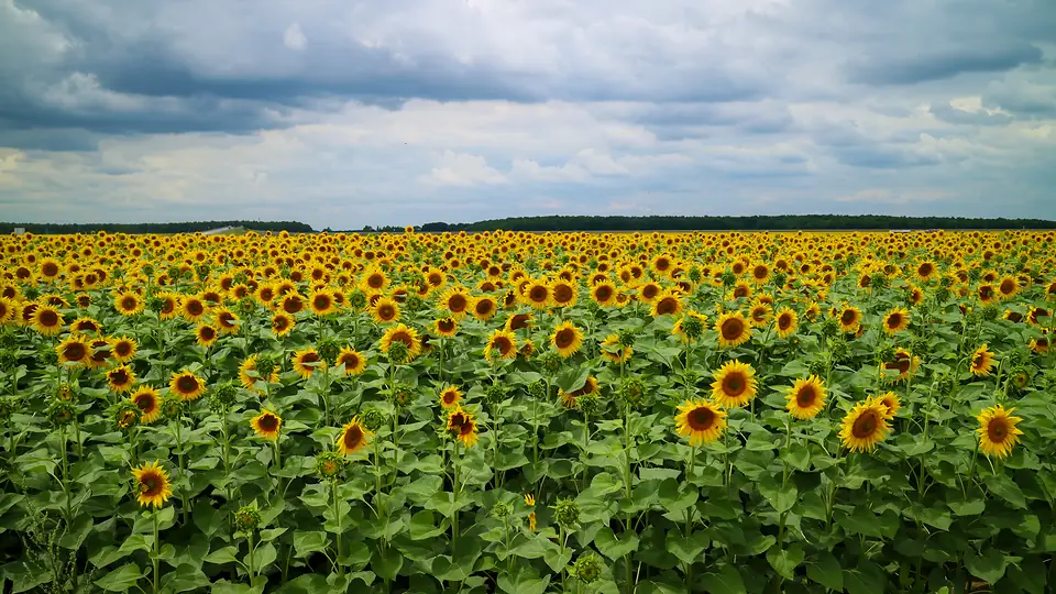 Polje suncokreta u Baranji